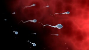 Erkeklerde Beslenme Sperm Kalitesine Etkisi